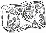 Vacuole Drawing sketch template