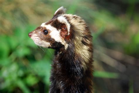 Marbled polecat (Vormela peregusna). Zoologischer Garten Magdeburg, Germany. Photo by catnip254 ...