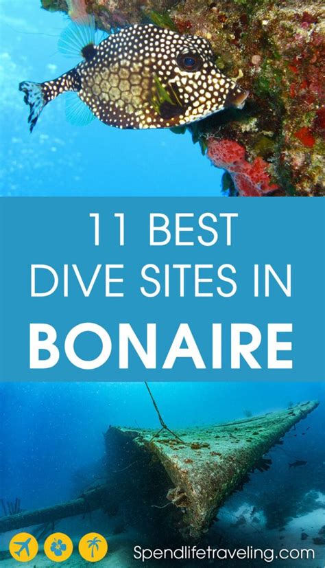 11 Of The Best Dive Sites in Bonaire - Caribbean