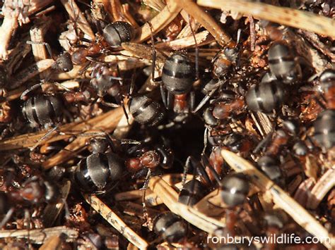 Ron Bury's Wildlife: Wood Ants (Formica rufa L)