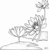 Water Lily Coloring Page Pages sketch template