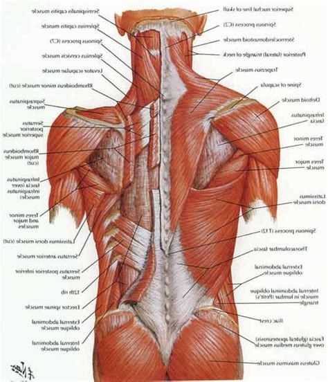 Lower Body Muscle Diagram