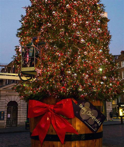 Covent Garden's Christmas tree | London's Christmas lights 2015 | Pictures | Pics | Express.co.uk