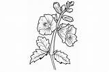 Hollyhock Adults Coloring Page Graphic By Forhadx5 · Creative Fabrica sketch template