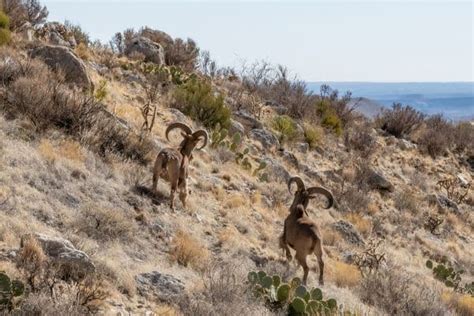 11 Wildlife-Abundant Hikes In Guadalupe Mountains National Park You Must Experience!