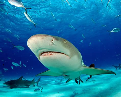 Ocean Underwater Shark