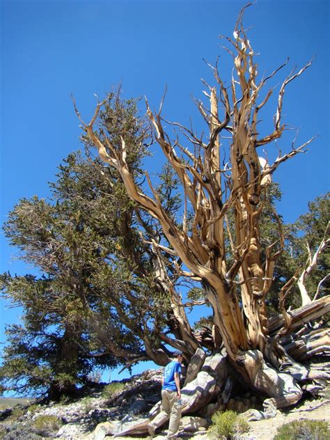 The Ancient Bristlecone Pines – Picturesque Photo Views