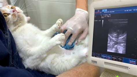 How Much Does Cat Ultrasound Cost: A Comprehensive Guide