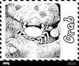 Yeti crab coloring Page Stock Vector Images  Alamy sketch template