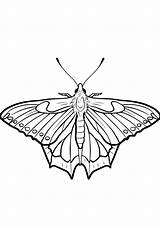 Butterfly Coloring Sheet  Page Butterflies sketch template