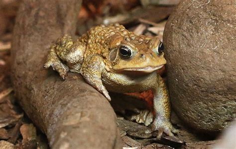 American Toad: A Hidden Gem of North American Wildlife