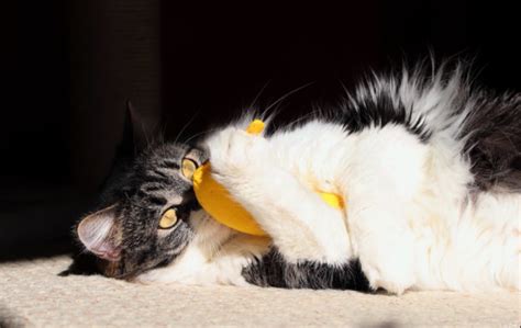 4 Killer Things To Know About Cats Eating Bananas - Pets Info Center