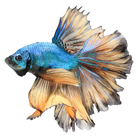 Betta PNG Images (Transparent HD Photo Clipart) | Watercolor fish, Fish ...