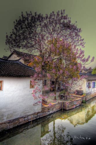 TREE BREAKING FREE | About Zhouzhuang: Zhouzhuang is suppose… | Flickr