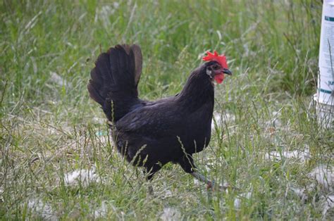 Minorca Chicken - The Livestock Conservancy