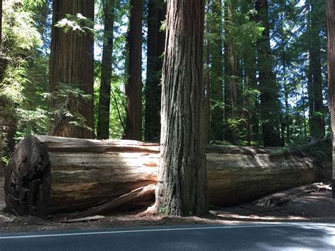 Driving through the Redwood National Forest : r/pics