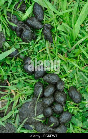 Rabbit droppings - Oryctolagus cuniculus Stock Photo - Alamy