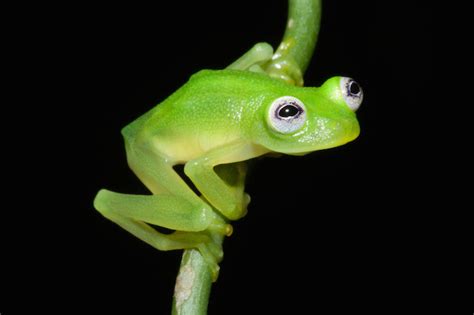 Happy Fun Science FRIEDay – Glass Frogs | Southern Fried Science