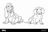 Dog Basset Coloring Pages sketch template
