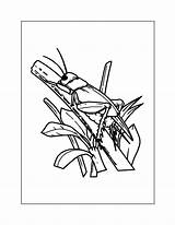 Cricket Coloring Pages – Printable FREE sketch template