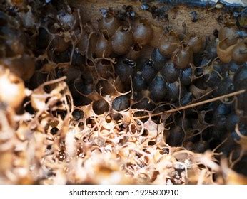 Honey Honeycomb Belitung Trigona Stingless Bee Stock Photo 1925800910 | Shutterstock