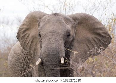 African Elephant Flapping Ears Stock Photo 1825271510 | Shutterstock