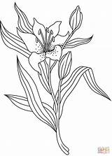 50 Lilies Coloring Pages  ColoringPagesOnlycom sketch template