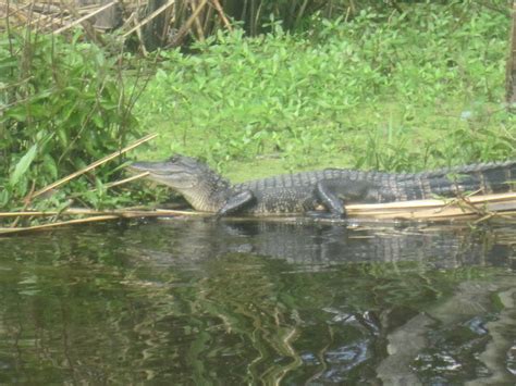 Adventures: Bayou Swamp Tour