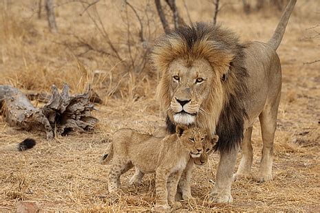 HD wallpaper: brown lion during daytime, predator, dangerous, mane, cat, male | Wallpaper Flare