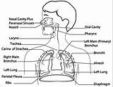 Respiratory System Coloring Page  Home sketch template