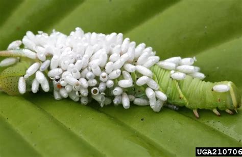 Parasitoid wasps - Agricultural Biology