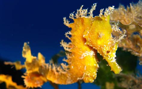 Seahorse: Characteristics, reproduction, habitat and more