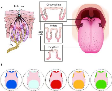 | Taste-receptor cells, buds and papillae. a, Taste buds (left) are... | Download Scientific Diagram