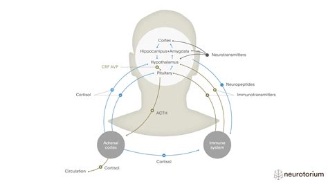 The Hypothalamic Pituitary Adrenal (HPA) Axis - Neurotorium