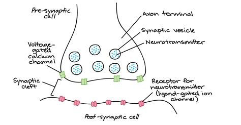 Synaptic Transmission | Mind Map