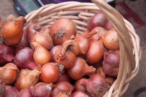 Shallots vs Onions - Difference and Comparison | Diffen