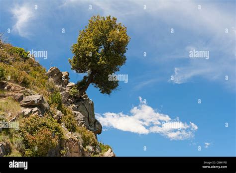 Overhanging tree hi-res stock photography and images - Alamy