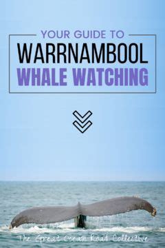 Your Guide to Warrnambool Whale Watching | Whale watching, World travel guide, Whale watching tours