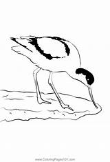 Avocet 4 Coloring Page For Kids  Free Avocets And Stilts Printable sketch template