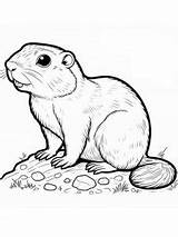 Gopher coloring Pages sketch template