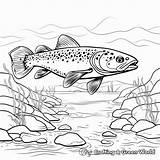 Brook Trout Coloring Pages  Free & Printable sketch template