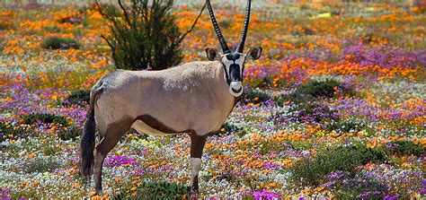 South Africa: Springbok | Evaneos