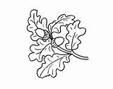 Oak coloring pages To Download And Print For Free sketch template