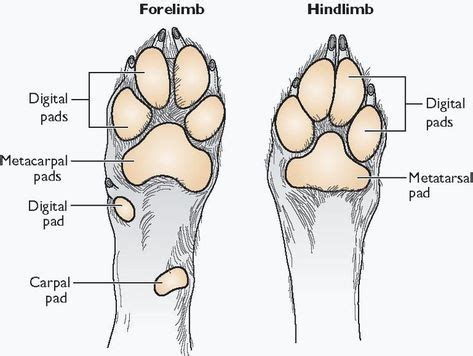 Anatomy Of A Dog S Paw Google Search for Anatomy Of Canine Paw | Dog anatomy, Cat anatomy, Dog ...