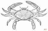 Atlantic Blue Crab coloring page  Free Printable Coloring Pages sketch template