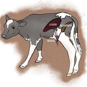 Best Newborn Calf Management Practices » Control Calf Diseases