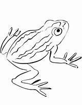 Coloring Toad Rospo Sonoran Disegni Lion Lionne Beau Bullfrog  sketch template