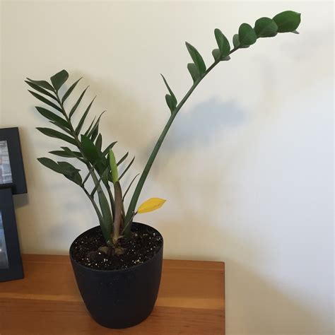 Indoor ZZ Plant with One Leaf Turning Yellow [Backyard Neophyte ...