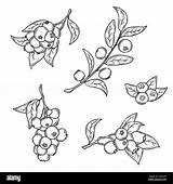 Madame Blueberry Coloring Pages sketch template