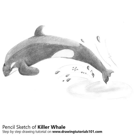 Orca Whale Pencil Drawing